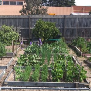 veggie-garden