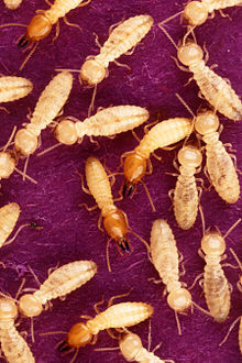 Identifying signs of termite infestation.