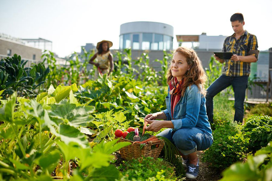 How to Start a New Garden From Scratch