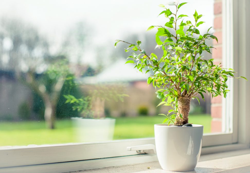 The Wonderful Benefits of Growing Plants Indoors