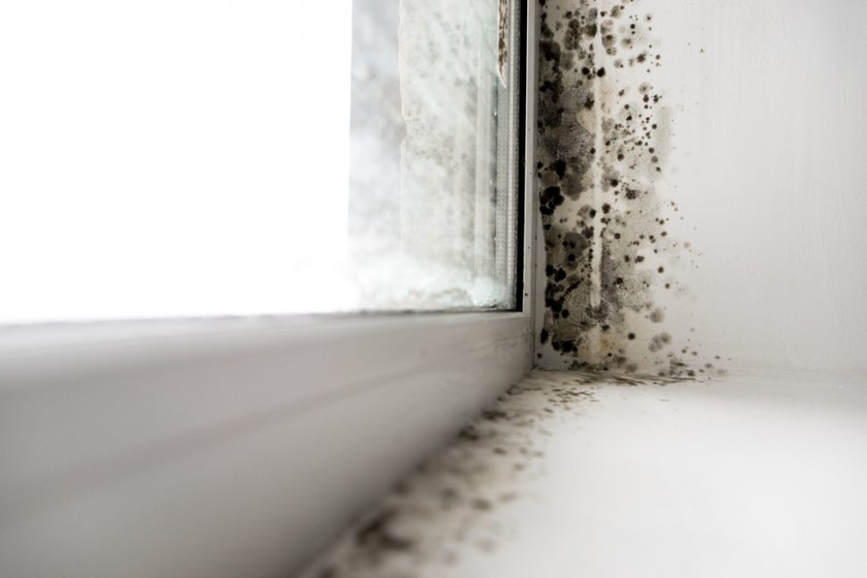 Everything you need to know about damp in property