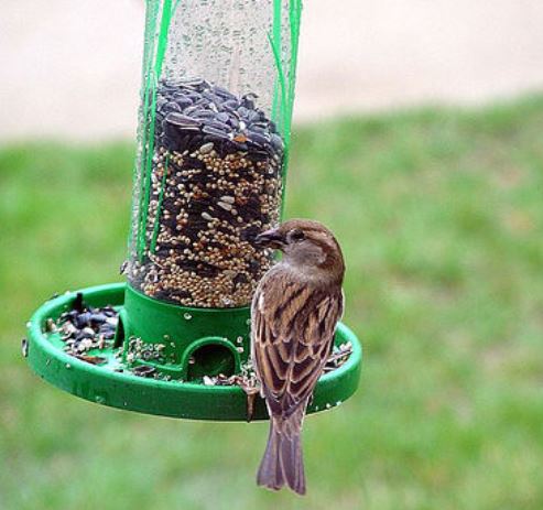 5 Effective Bird Control Strategies for Your Garden