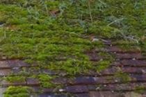 How to Remove Moss and Mold from Your Roof?