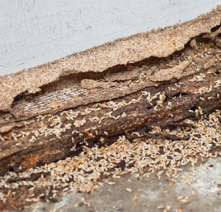 How To Prevent Termite Swarms From Invading Your Home