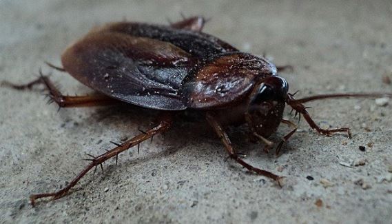 German Cockroach Treatment: An Easy-To-Understand Guide