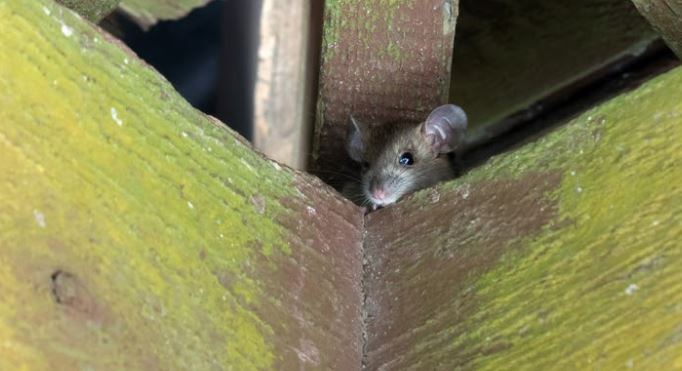 Pest Patrol: 6 Signs of Rat Infestation 